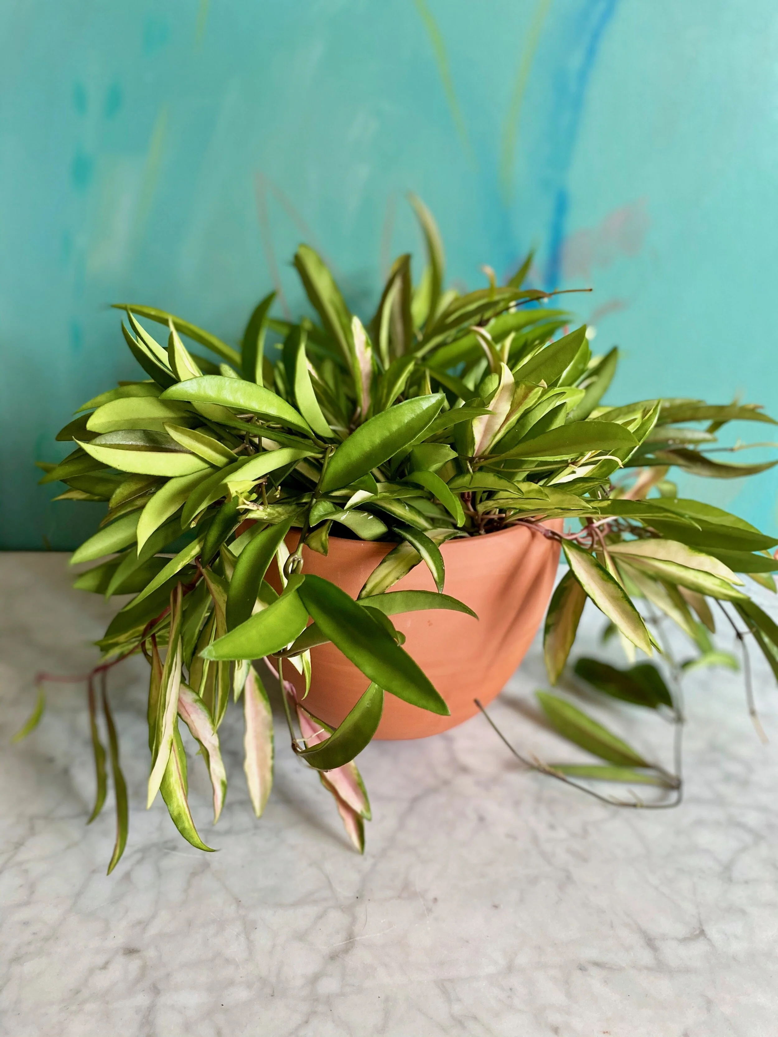 Hoya Kentiana Variegata — The Tender Gardener